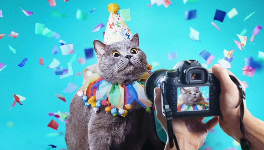 en katt blir fotograferad i Pet Stars på Netflix