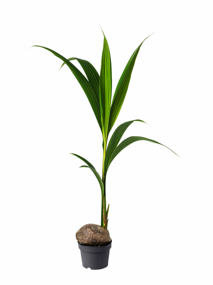 Kokospalm från Ikea