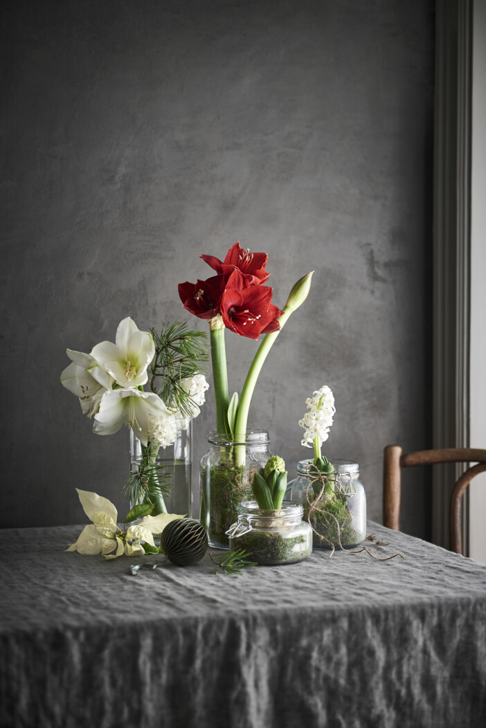 De populäraste blommorna kan användas både som dekoration i granen och i vasen. Foto: Plantagen populäraste julblommorna 2020 enligt plantagen