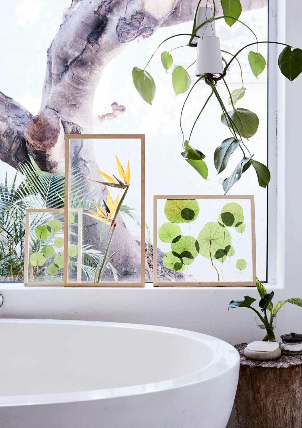 Gruppera fina blad på ett slumpmässigt eller ordnat sätt – oavsett blir effekten slående! Här syns en samling pressade krasseblad, ormbunkar och monsterablad tillsammans med frodiga blad- och krukväxter.