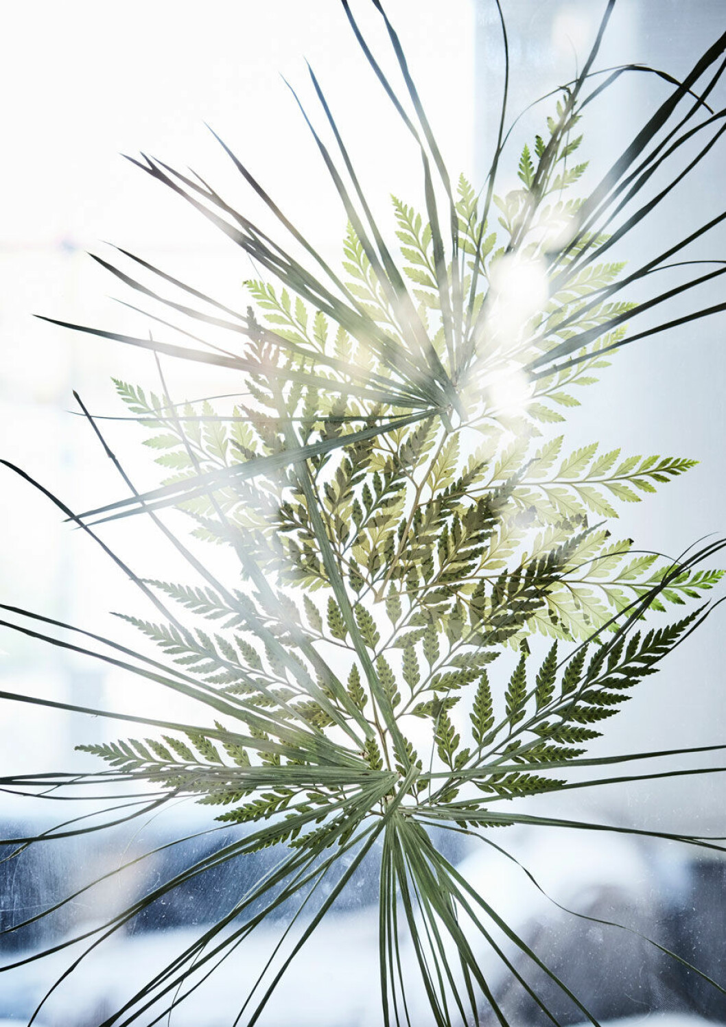 Att ställa tavlorna i fönstret är snyggt och effektfullt. Men tänk på att pressade blommor och blad bleknar med tiden – undvik direkt solljus så förlänger du deras liv.