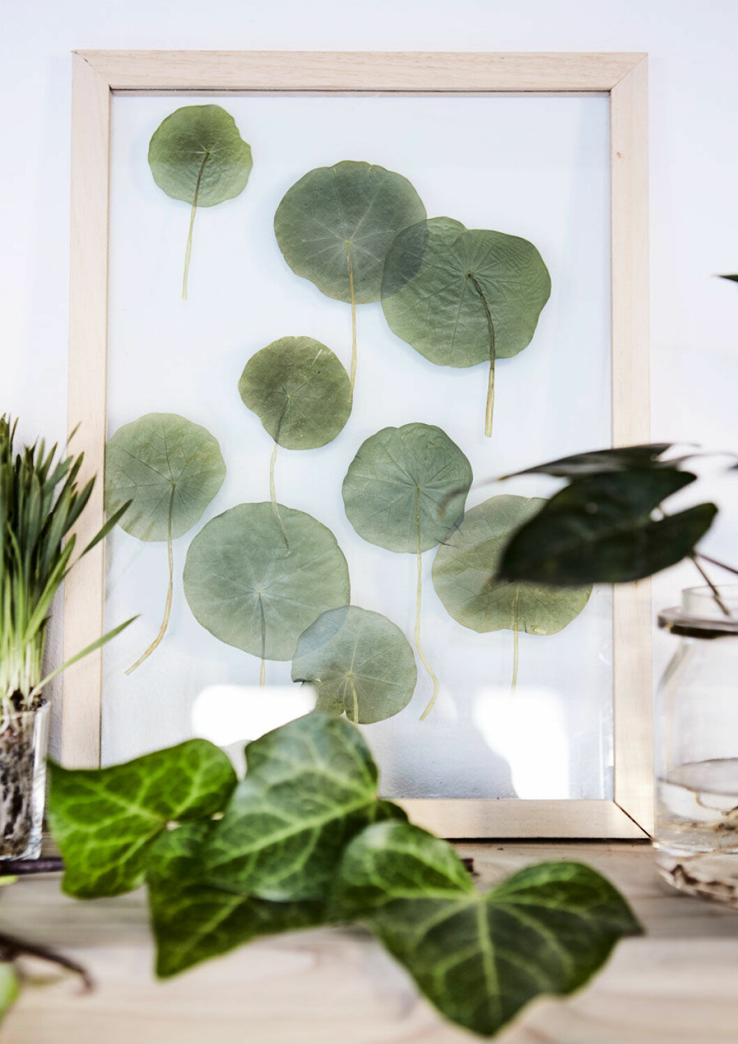Genom att montera dina pressade blad och växter i en ram mellan två glasskivor skapar du ett levande konstverk och ljuset kan sippra igenom på ett vackert sätt.