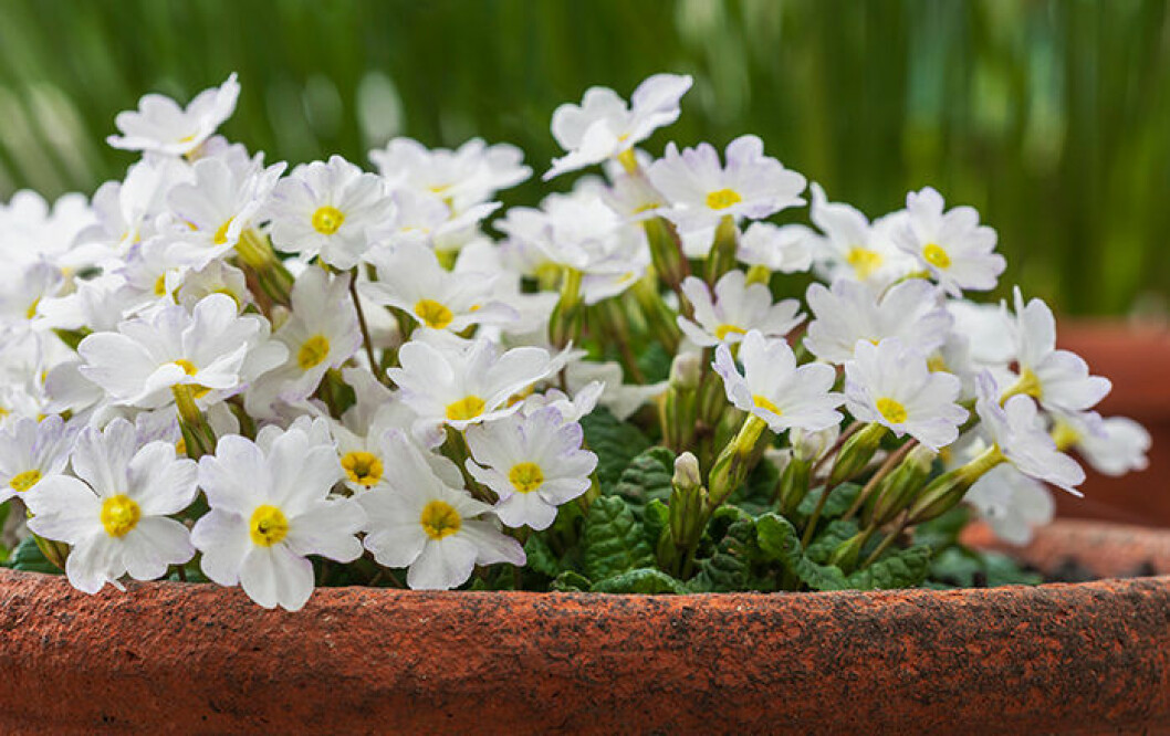 Primula