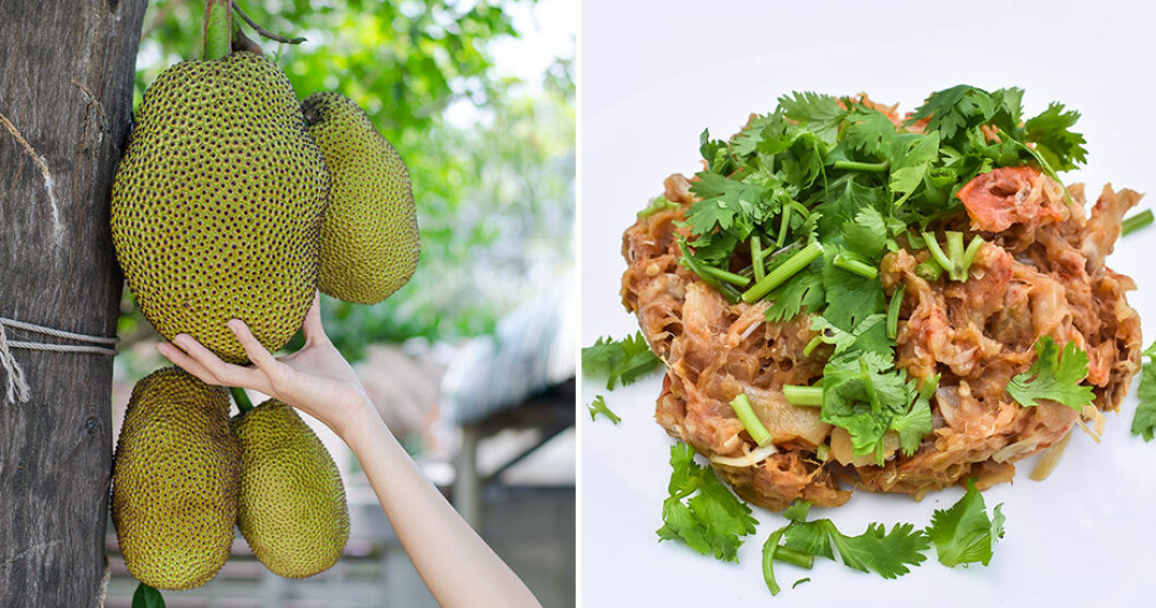 Jackfruit påminner om pulled pork när man tillagar det. Foto: Shutterstock Jackfruit påminner om pulled pork när man tillagar det.