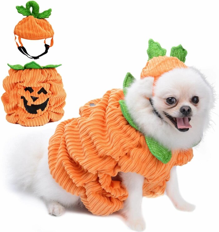 Pumpakostym till din hund