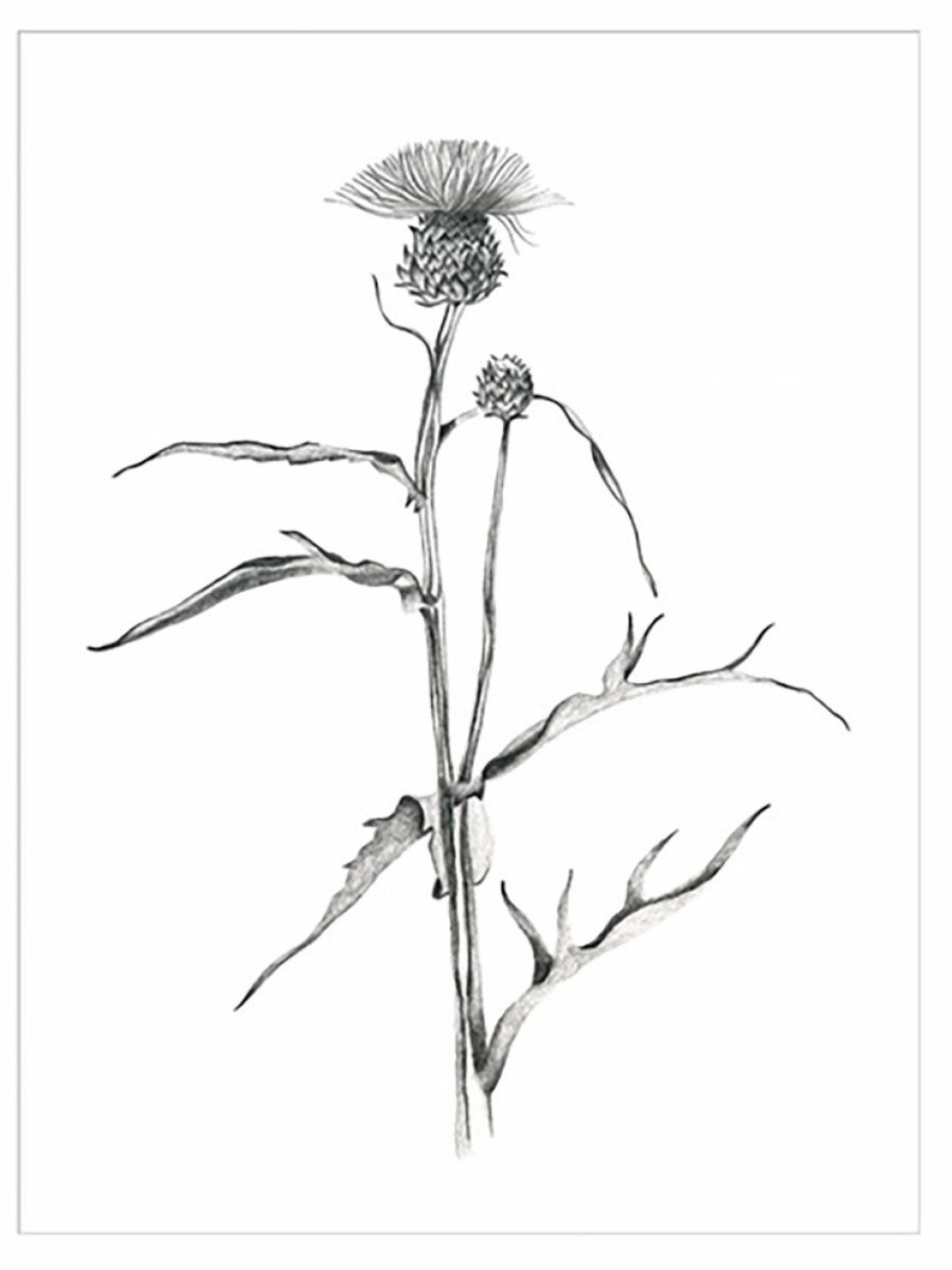 Ragfalts