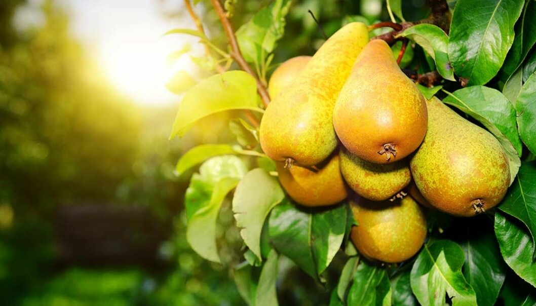 Päron möter citrongräs i Ramlösas nya smak