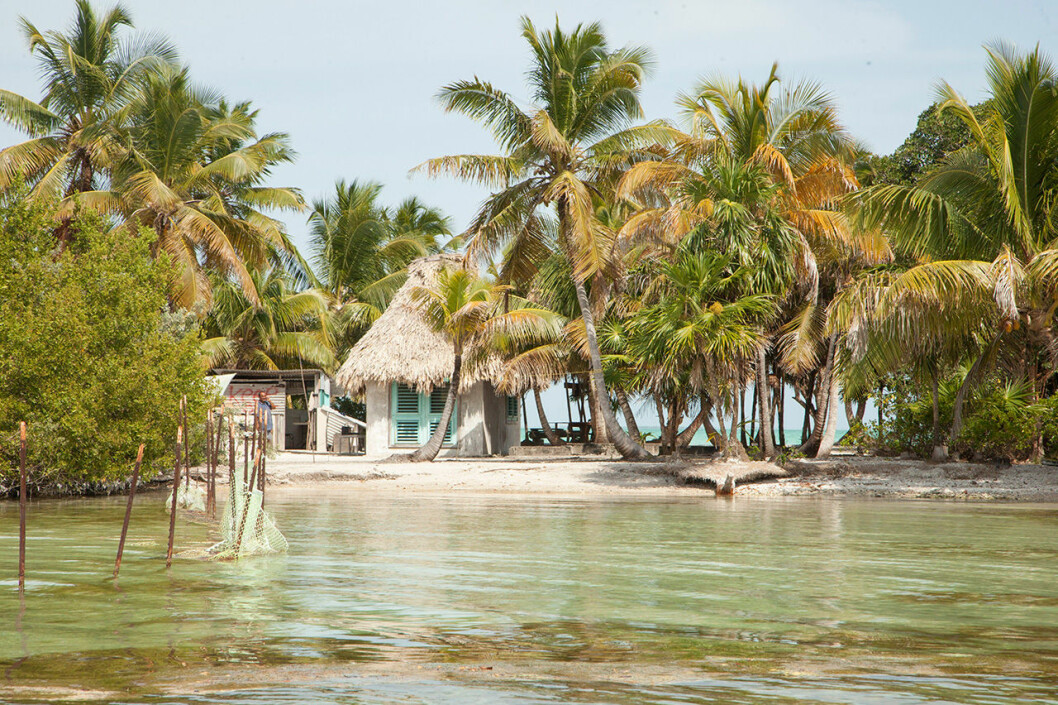 Leonardo DiCaprios Blackadore Cay i Belize. Leonardo DiCaprios Blackadore Cay i Belize.