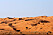 Wahiba Sands i Oman.