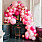 rosa ballongbåge stor lyxig