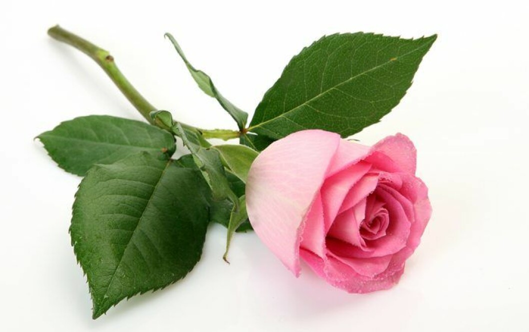 rosa-ros-betydelse