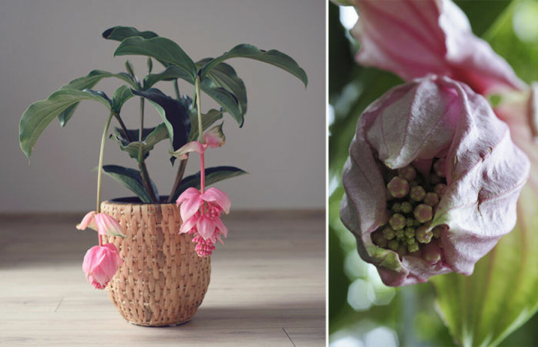 Rosenskärm. Foto: IBL Rosenskärm är påväg tillbaka.