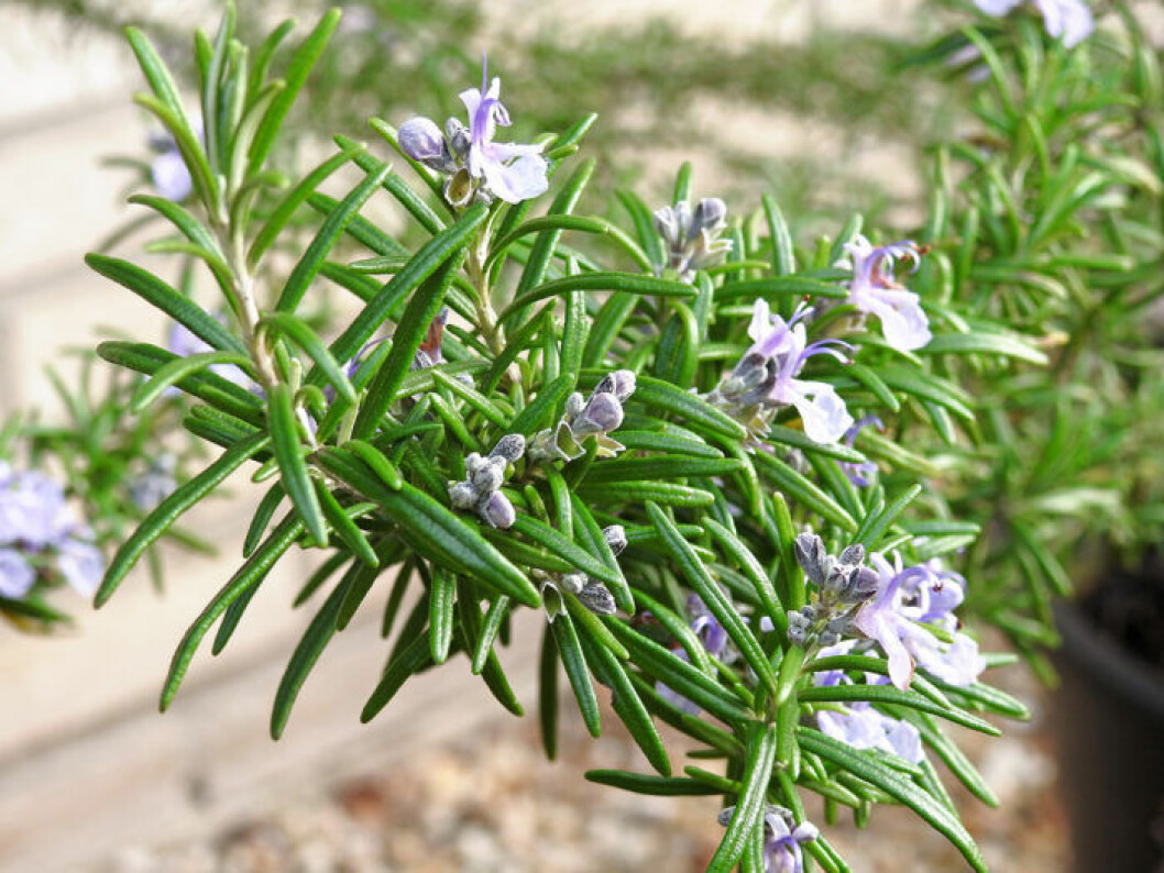 Rosmarin-blommor är både vackra och smakar gott. Foto: Shutterstock Rosmarin-blommor är både vackra och smakar gott.