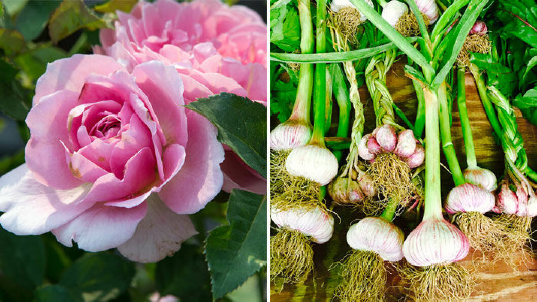 Rosa rosor och vitlökar