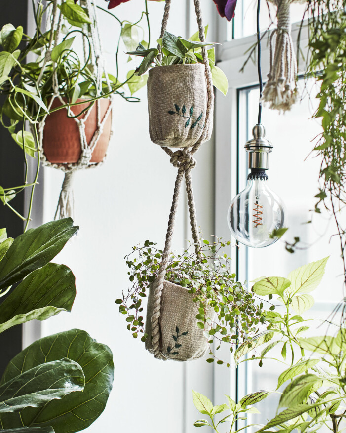 Utbudet av klängväxter är stort och det finns många sorter som passar utmärkt till din växtgardin. Foto: Ikea. Så gör du en snygg växtgardin