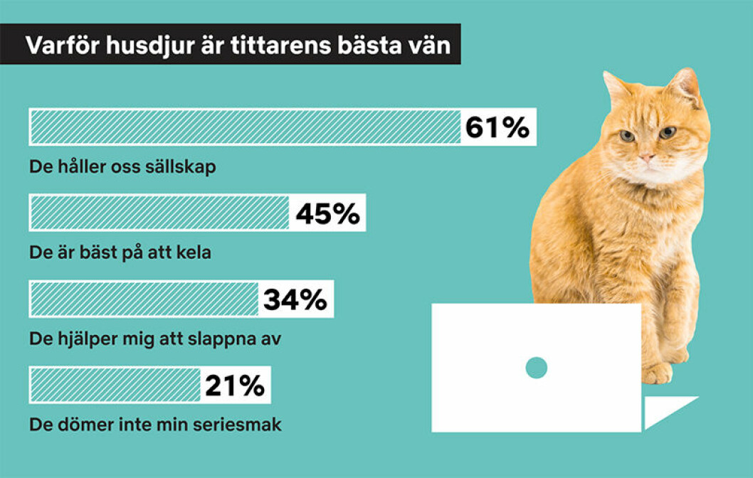 Därför är det så bra att titta på film eller serier tillsammans med sitt husdjur.