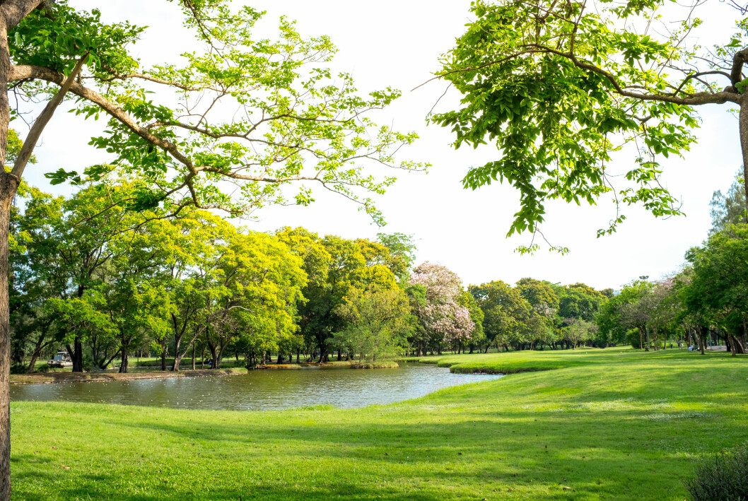 En grön park