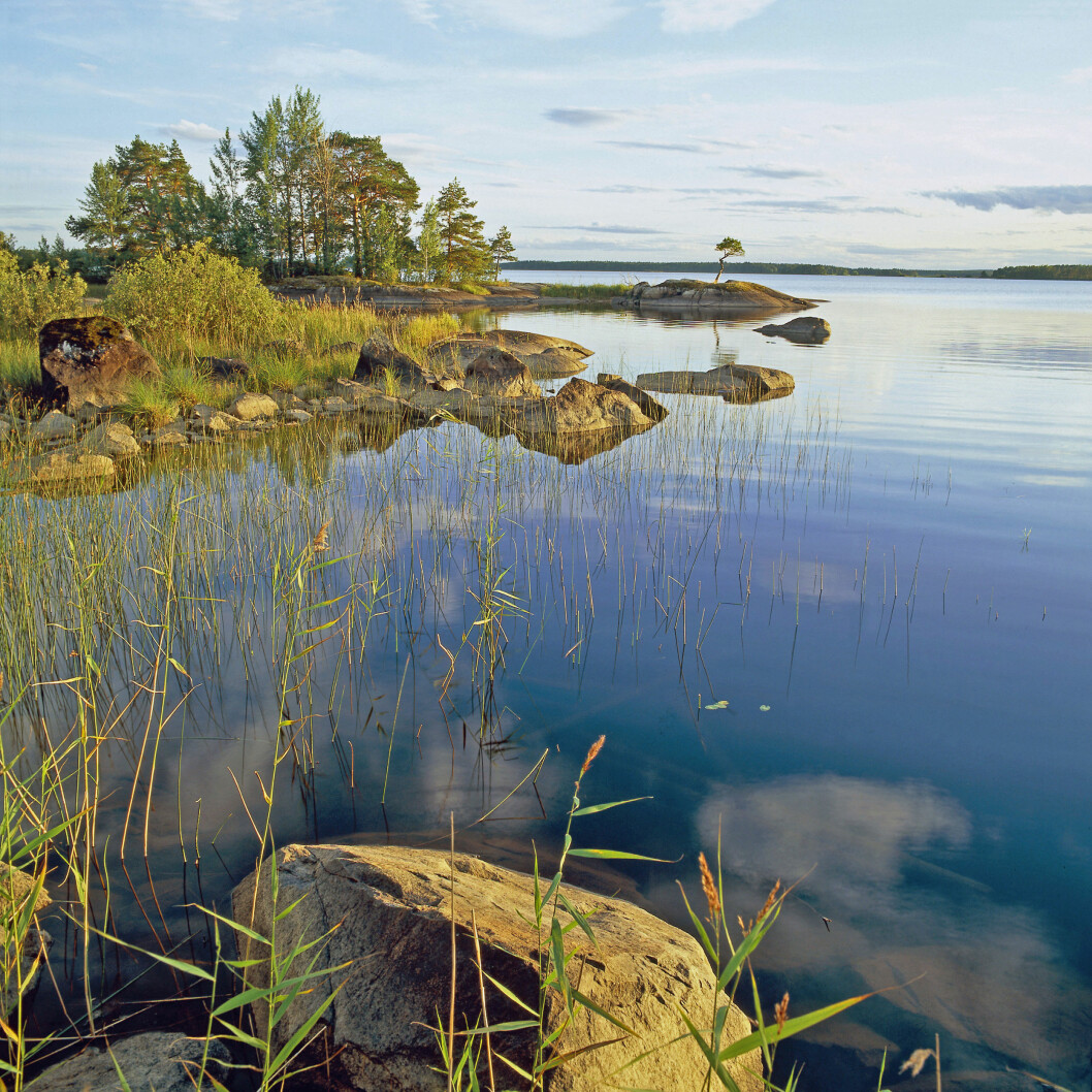 Vy över solig udde i Färnebofjärdens nationalpark