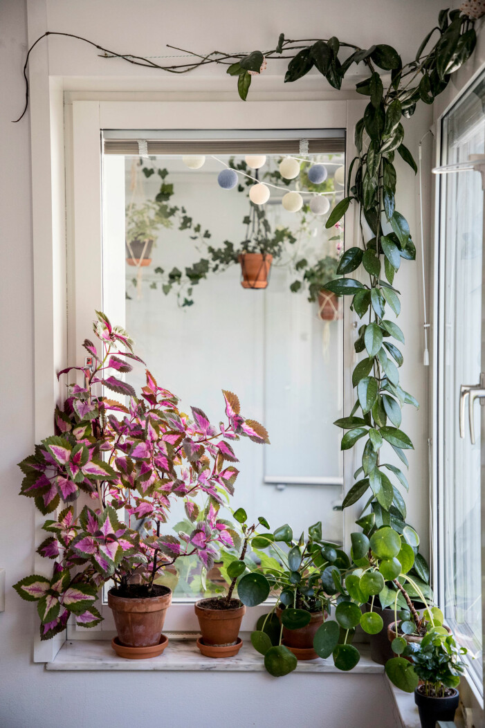 Se till att ge växterna ett så bra utgångsläge som möjligt i form av en ordentlig fuktboost innan avfärd. Foto: TT. Så tar du hand om dina växter och blommor i sommar