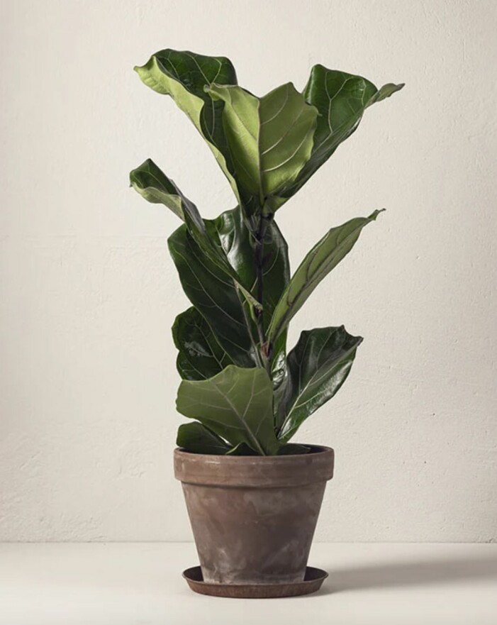 fiolfikus från interflora som går att skicka med bud