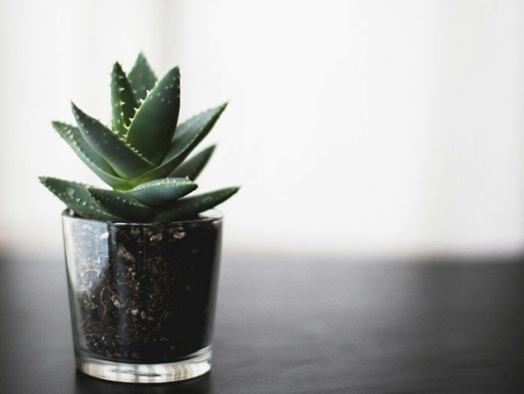Foto: Unsplash Liten suckulent som växer i glas