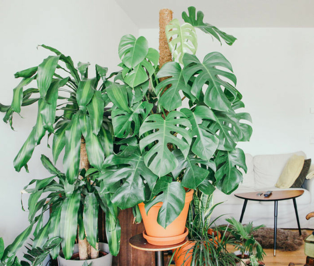 Foto: Unsplash Mäktig monstera i vardagsrummet
