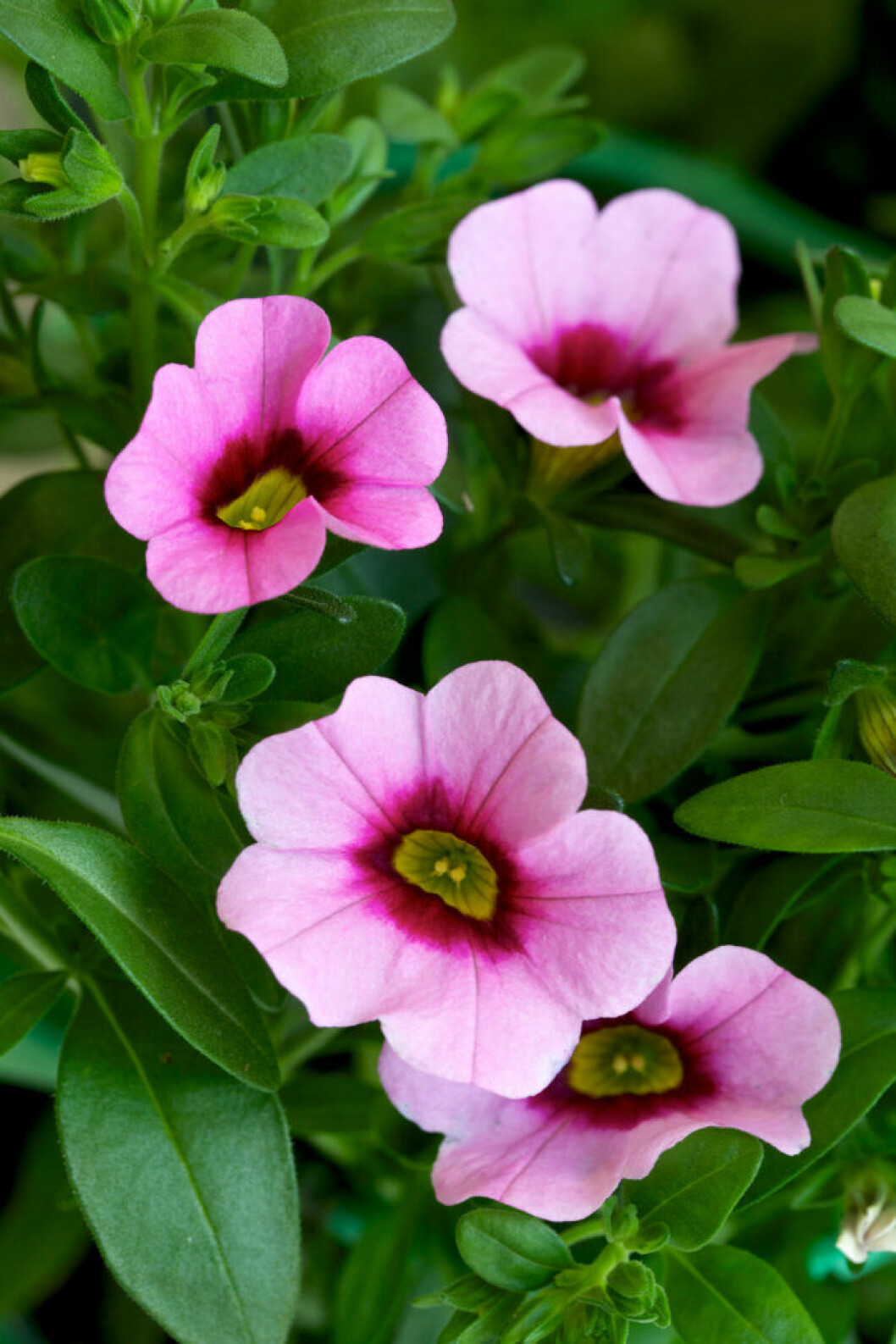 Småpetunia