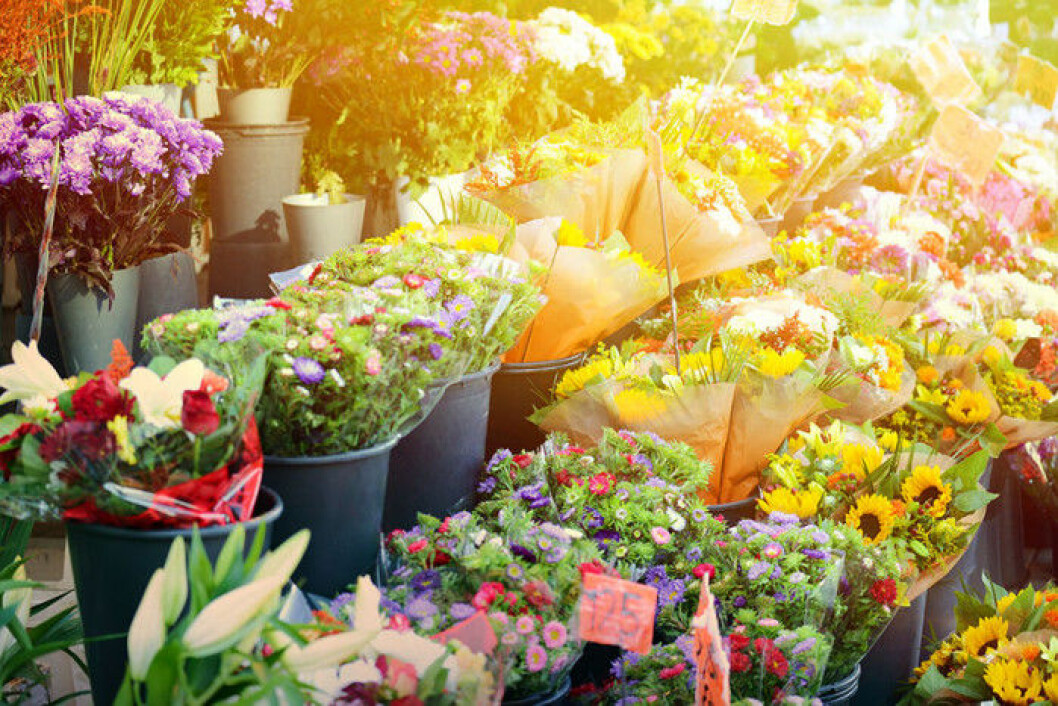 ”Snittblommor tillför en sådan härliga känsla och stämning i hemmet som man inte kan skapa med någon annan möbel eller detalj”, tycker Daniella Dansson. Foto: Aleksandar Mijatovic/Shutterstock snittblommor