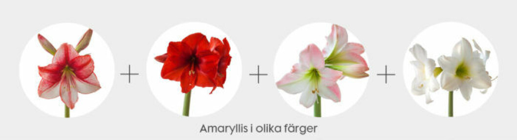 snittblommor-kombo-amaryllis