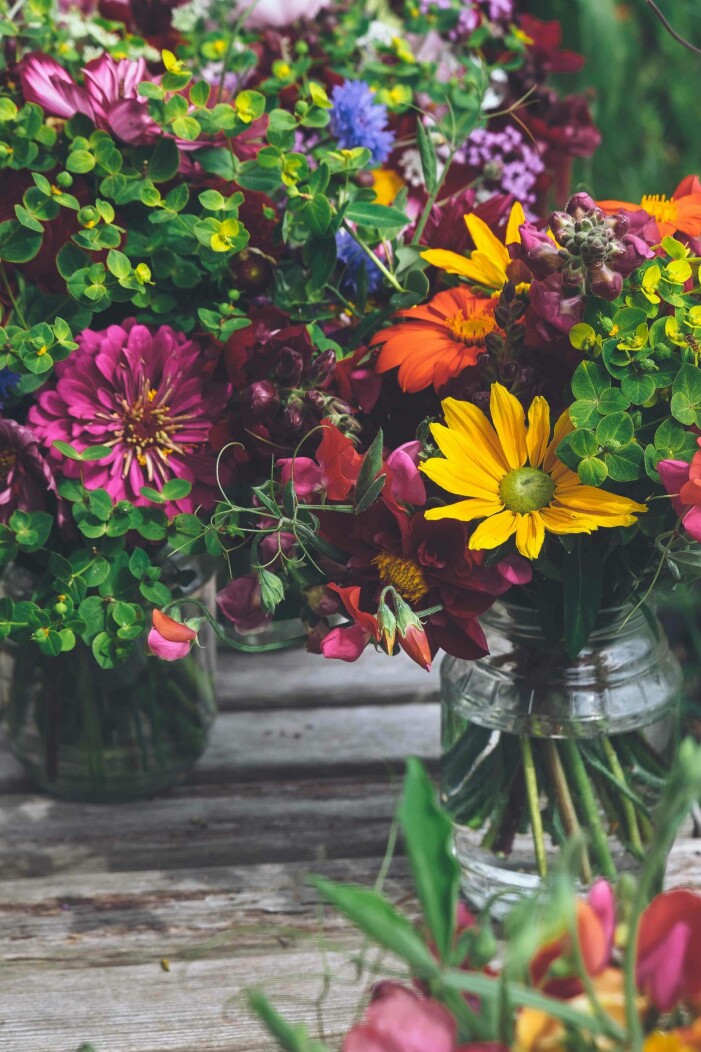 Foto: Unsplash sommarblommor som är enkla att odla