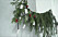 Steg 6 julkalender, häng askarna i granen eller i en gren.