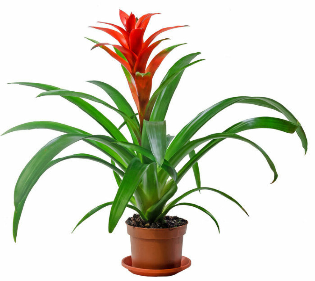 Foto: IBL Bromelia