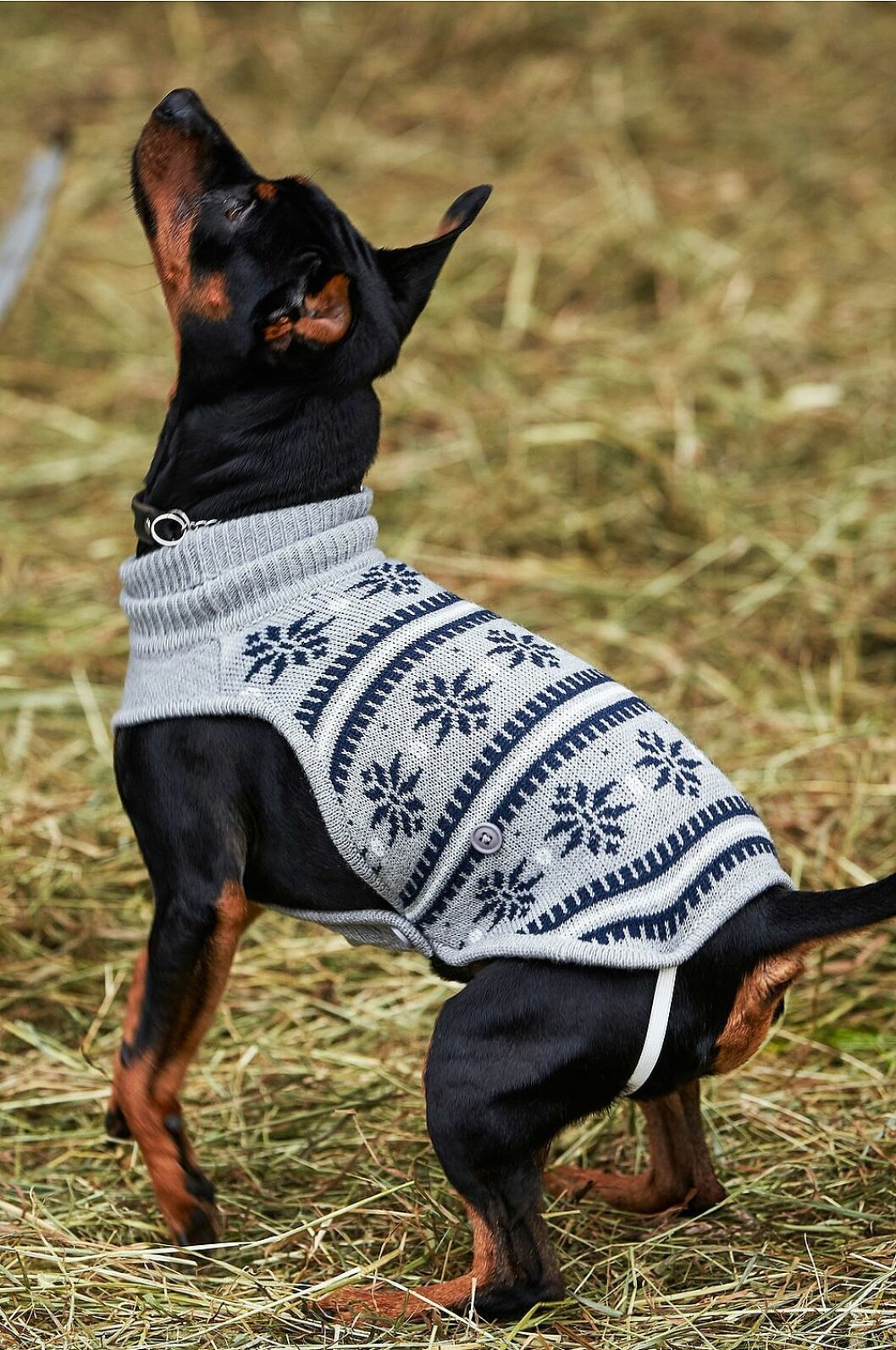 jultröja för hund