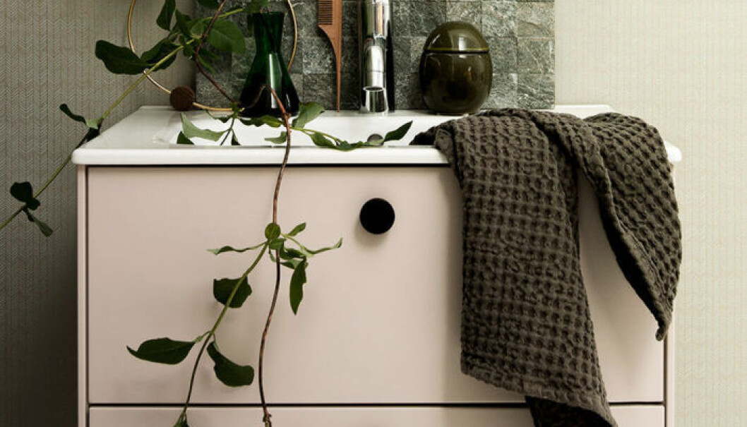 Stickling av elefantöra. Foto: Shutterstock Sticklingar av ett elefantöra som är placerat i en kruka med jord