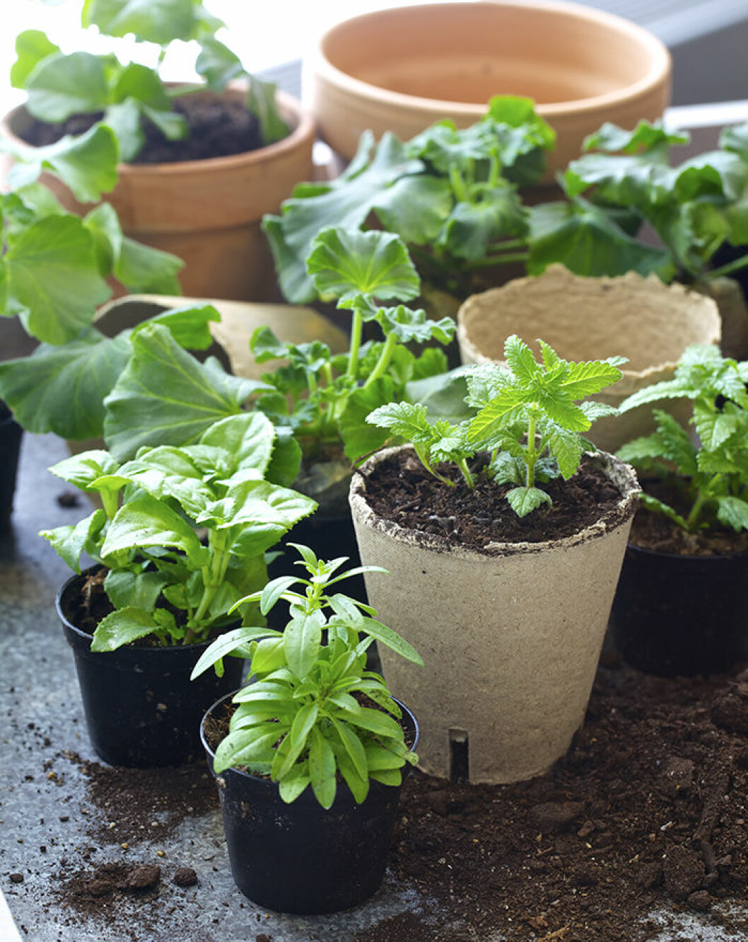 Genom att plantera sticklingar kan du få flera exemplar av dina favoritkrukväxter. <em>Foto: Blomsterlandet</em> Sticklingar Miljö Fördrivna