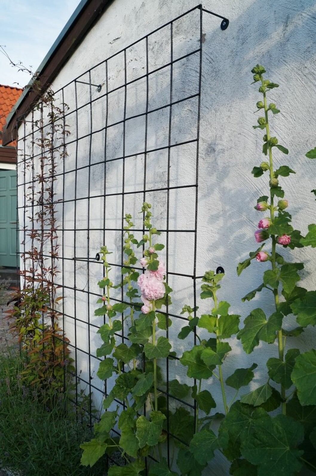 Foto: <a href="http://blogg.skonahem.com/addsimplicity/2013/08/09/var-tradgard/">Simplicity</a> stockrosor