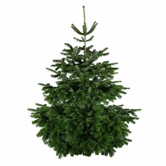 stor julgran