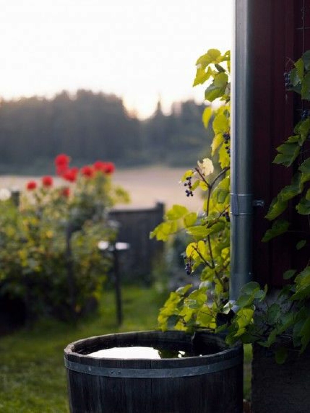Mot sydgaveln klättrar vinrankan som ger ymnigt med mörklila, saftiga och söta vindruvor. Fråga i plantskolan efter en härdig sort. Den här, ”Zilga”, är en kraftigt växande staketdruva som tål ner till -25 grader. De galvaniserade stuprören är en fröjd för ögat med falsade knän i 45 graders vinkel istället för rundade. Mot sydgaveln klättrar vinrankan som ger ymnigt med mörklila, saftiga och söta vindruvor. Fråga i plantskolan efter en härdig sort. Den här, ”Zilga”, är en kraftigt växande staketdruva som tål ner till -25 grader. De galvaniserade stuprören är en fröjd för ögat med falsade knän i 45 graders vinkel istället för rundade.