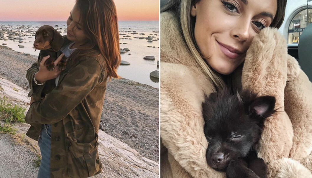 7 svenska kändisar som har skaffat hund: "Villkorslös kärlek"