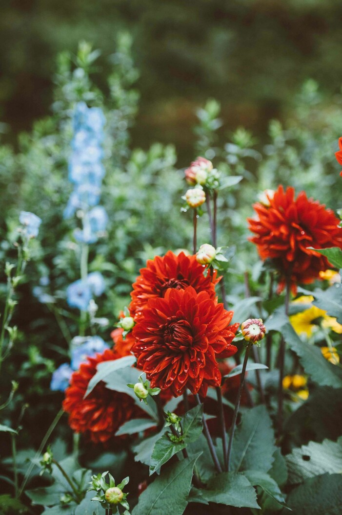 Foto: Unsplash ta upp dahlia-knölar på hösten för vinterförvaring