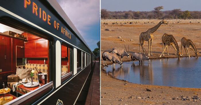 utsidan av stiligt tåg och djur på savannen
