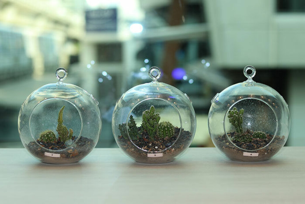 Foto: Shutterstock terrarium