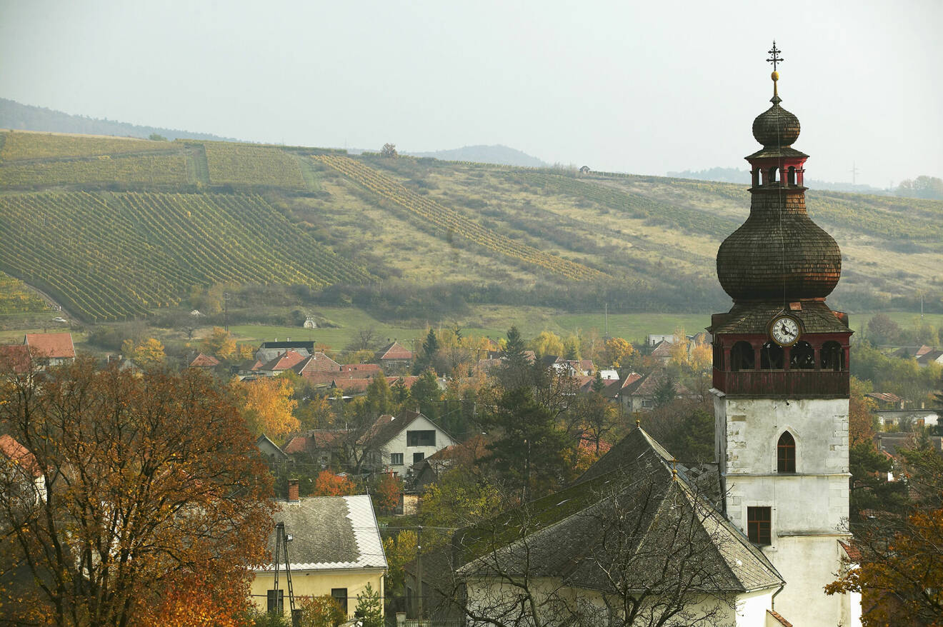 Dags för skörd bland vinodlingar i sluttningarna i Tokaj, Ungern.
