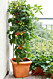 Du kan odla tomater på balkongen.