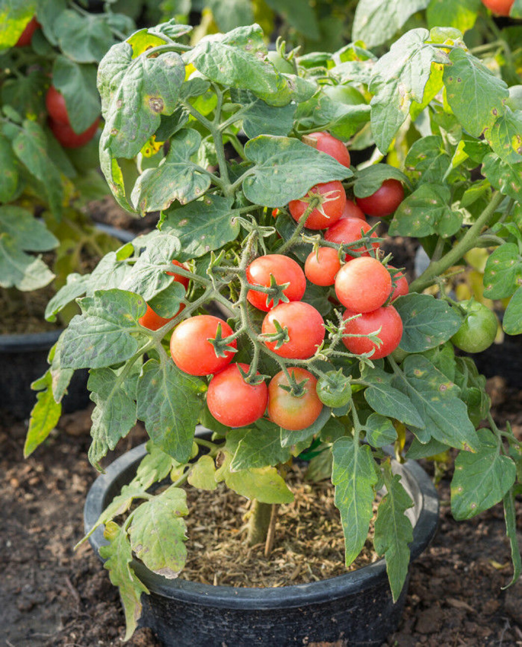 Via: The Garden Cook / Foto: Shutterstock Tomatplanta
