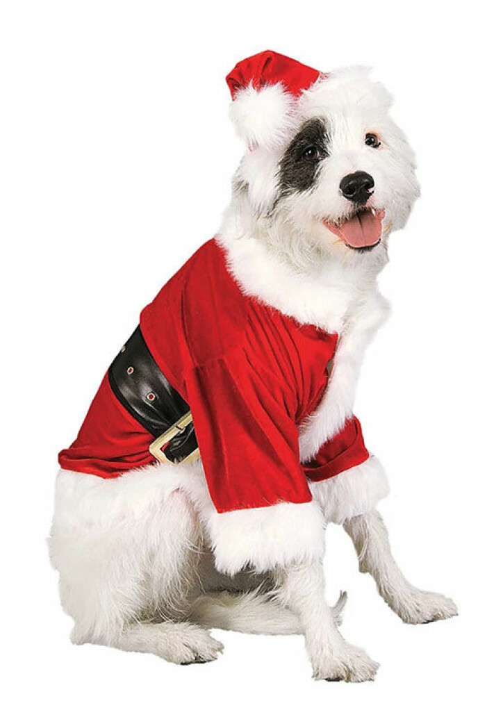 tomtedrakt-hund