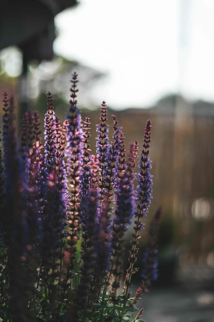Foto: Unsplash torktåliga växter för soliga lägen