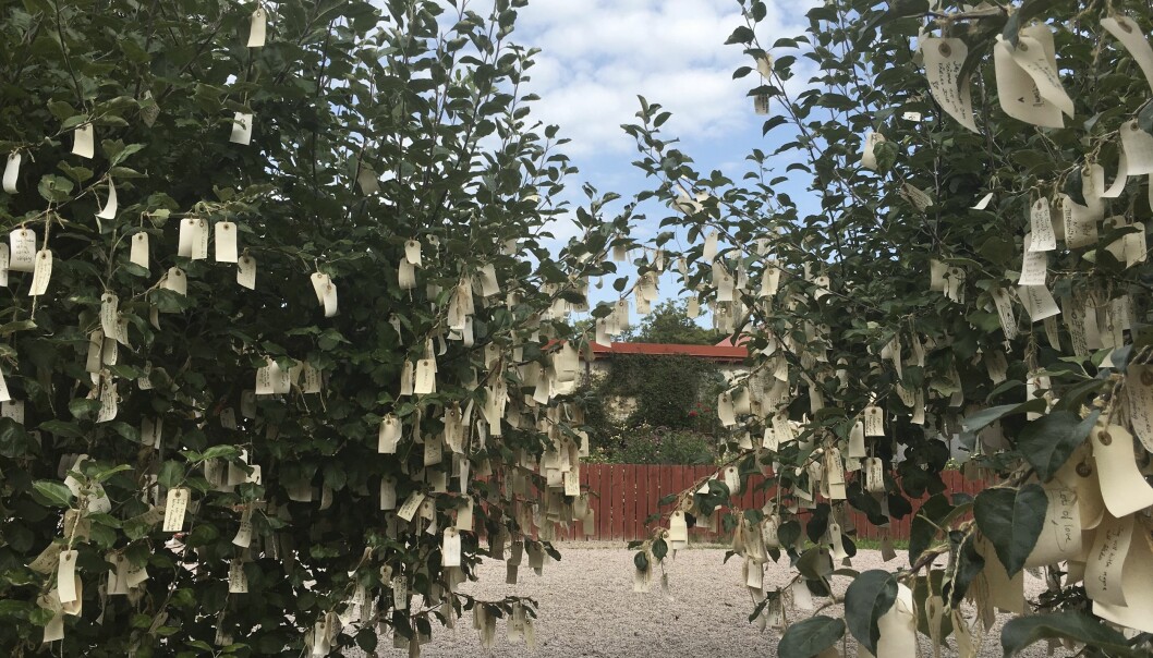 Yokos 14 önsketräd finns ännu kvar på Wanås. Varje år skördas de på lappar som sänds till Imagine Peace Tower. Foto: Maud Holmberg Klyft Träd fyllda av önskelappar.