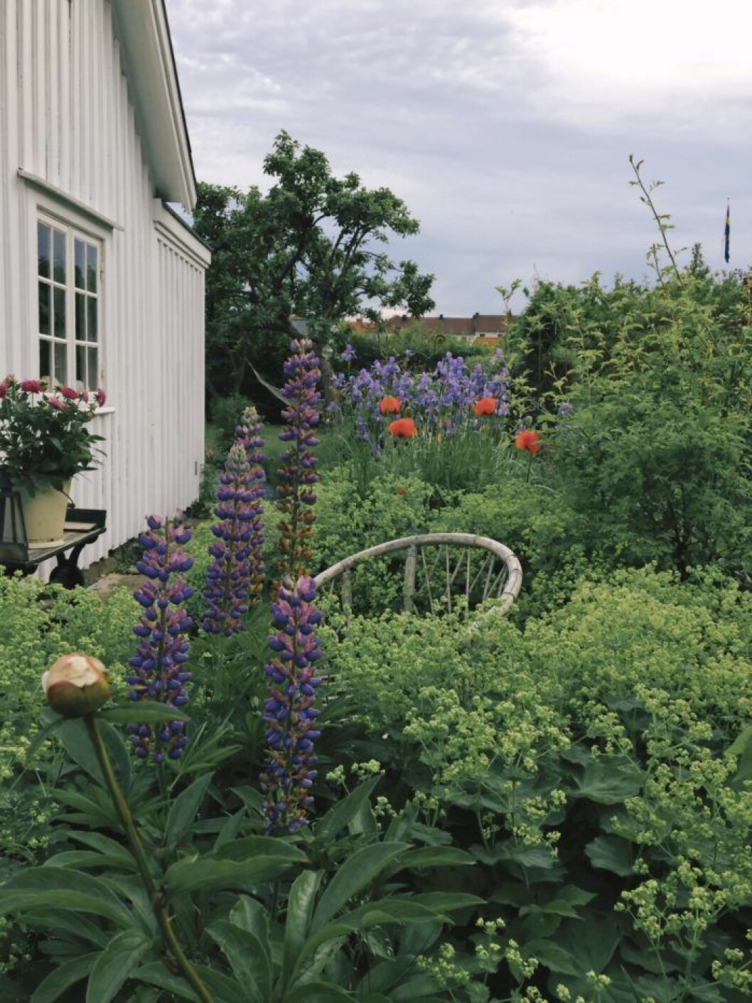 Trädgård