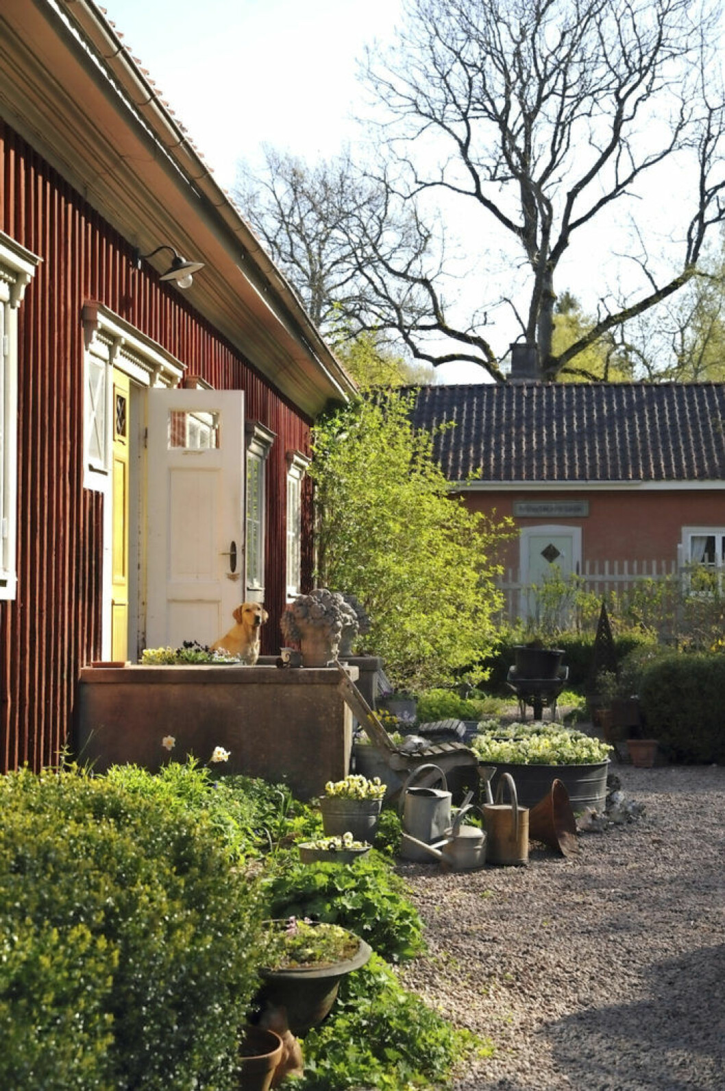 Hannu satsar på perenner och en stor köksträdgård. Hannu Sarenströms trädgård